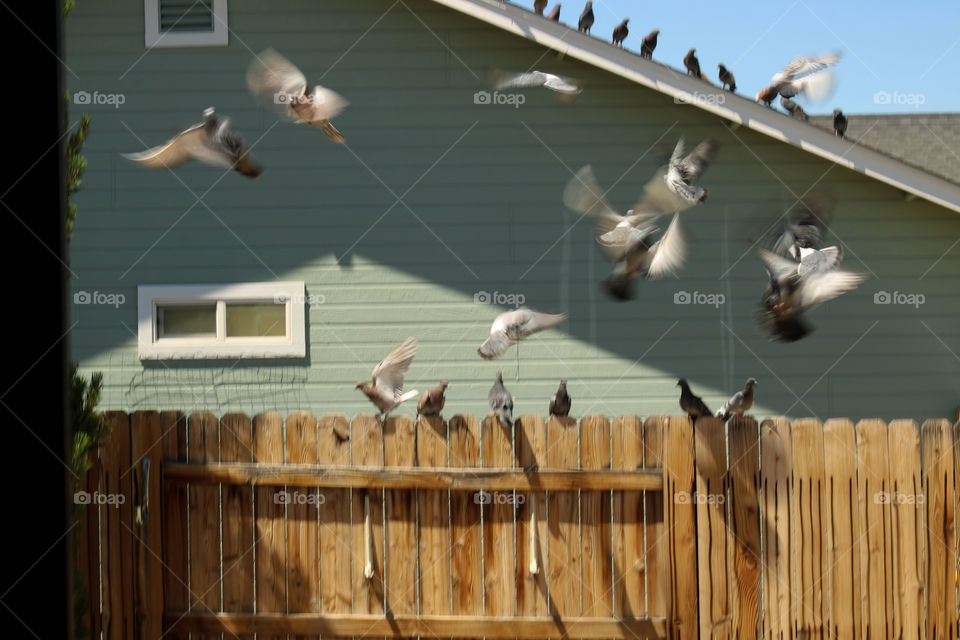 Flock of pigeons taking off