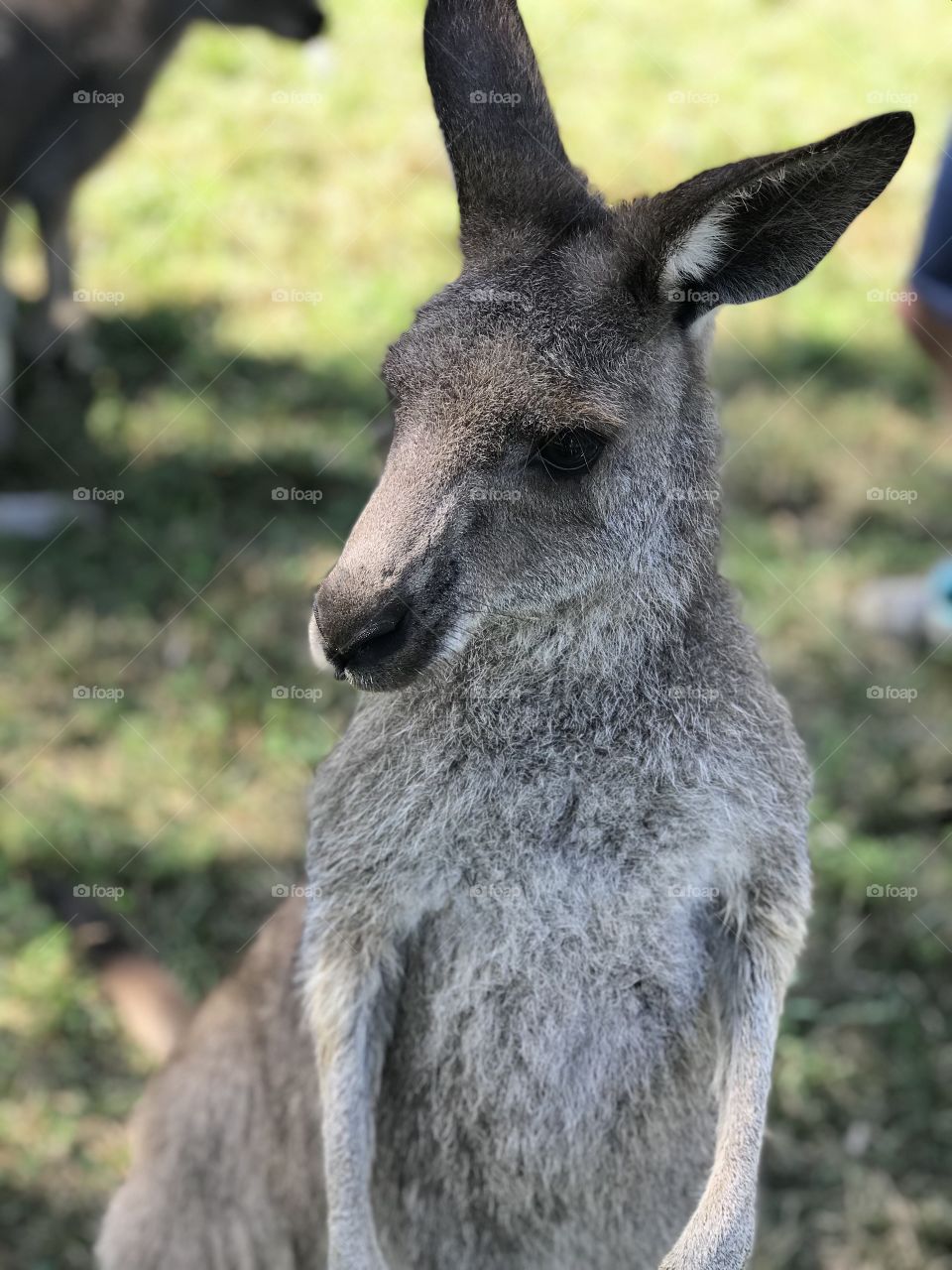 The baby Wallaby of the group was the most curious of all. Naturally skittish yet super soft, this baby was certainly not camera shy today! 