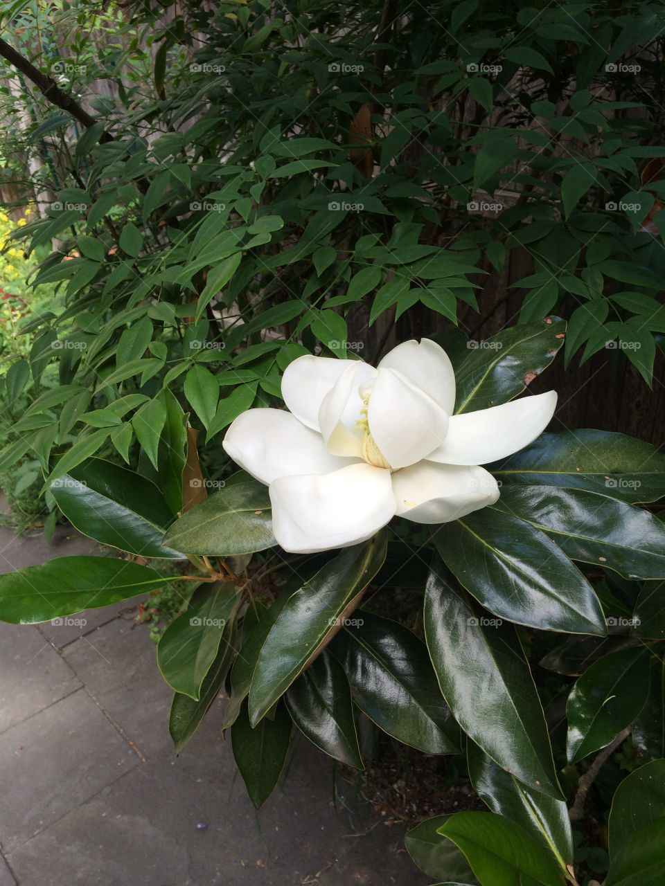 Urban garden with southern Magnolia 