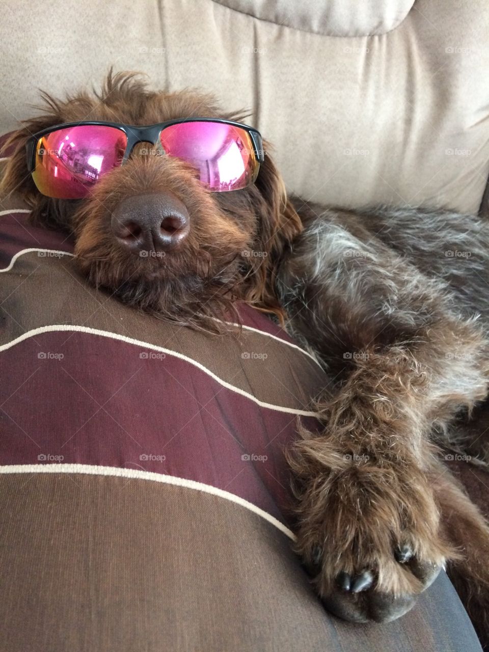 chilling and relaxing dog in sunglasses