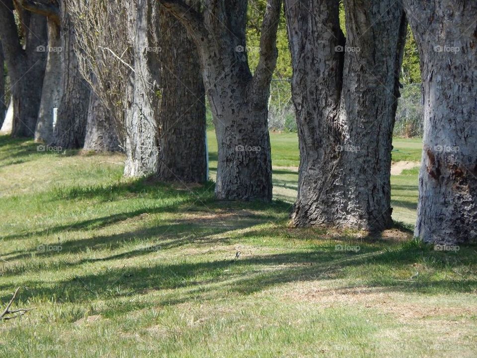 Tree line 