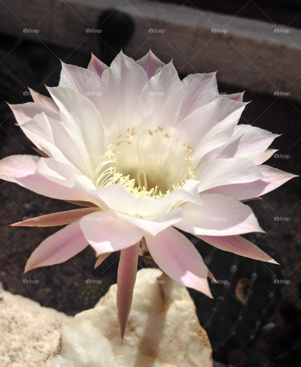 Surprise!. Barrel cactus flower