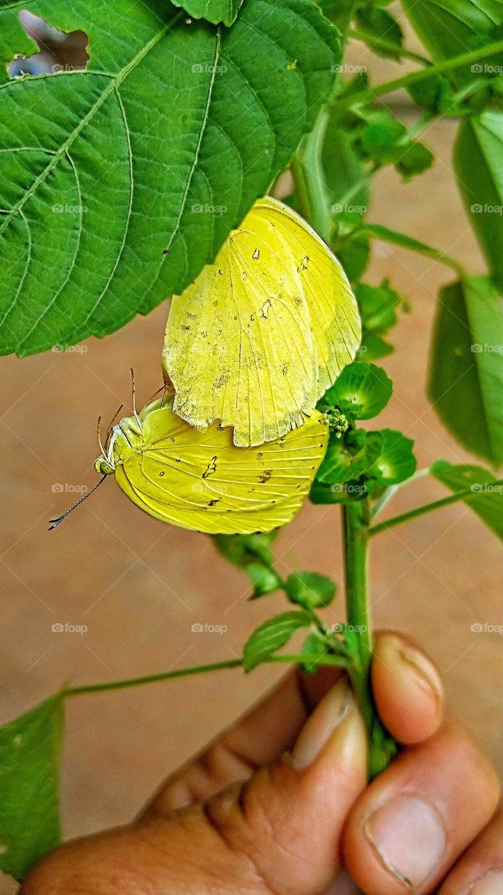 A pair of yellow butterflies are making love on a leaf