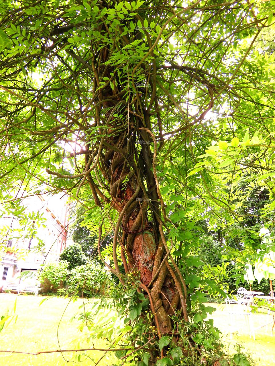 wisteria