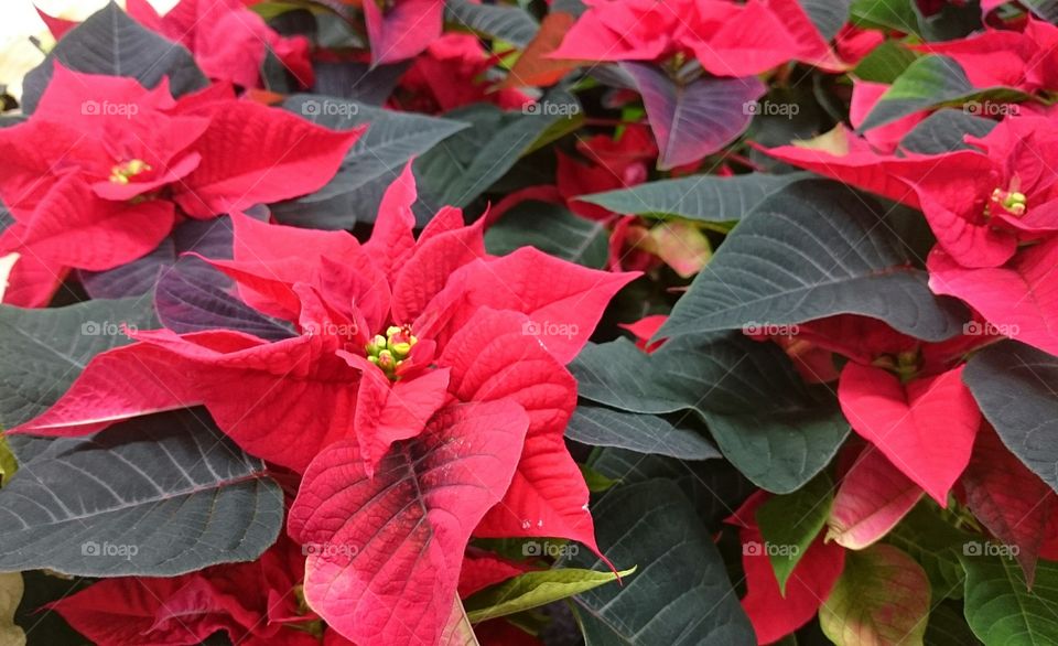 Close-up of Poinsettia