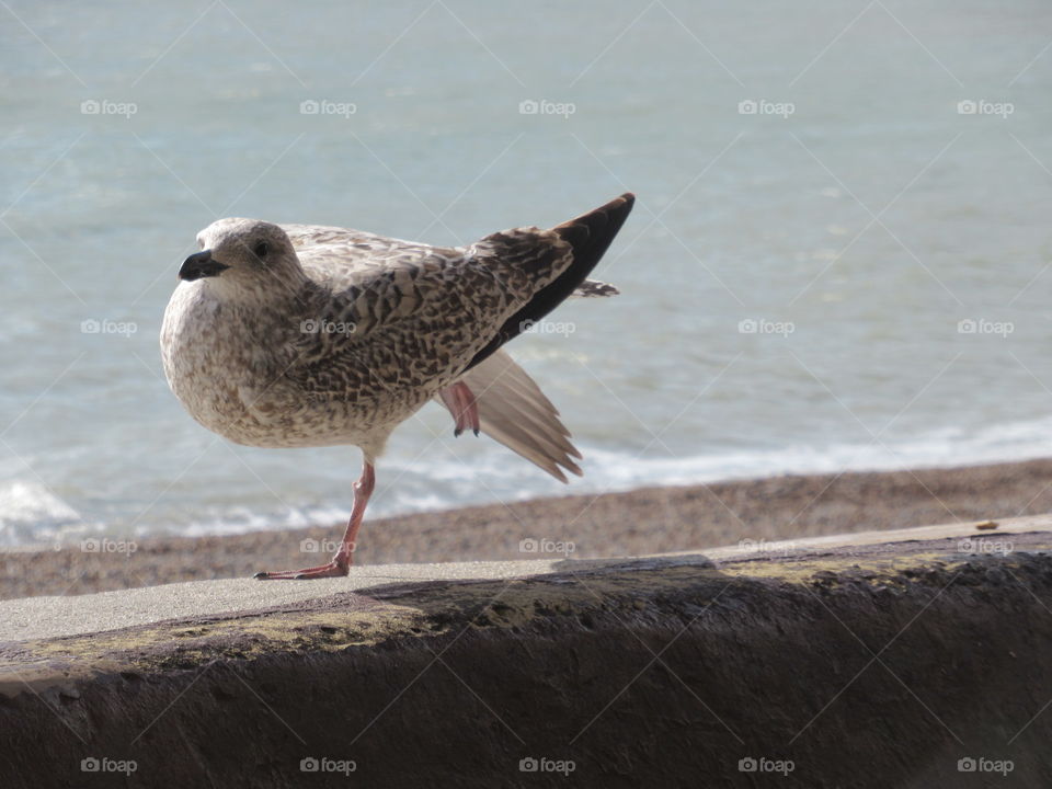 Young seagull stretching