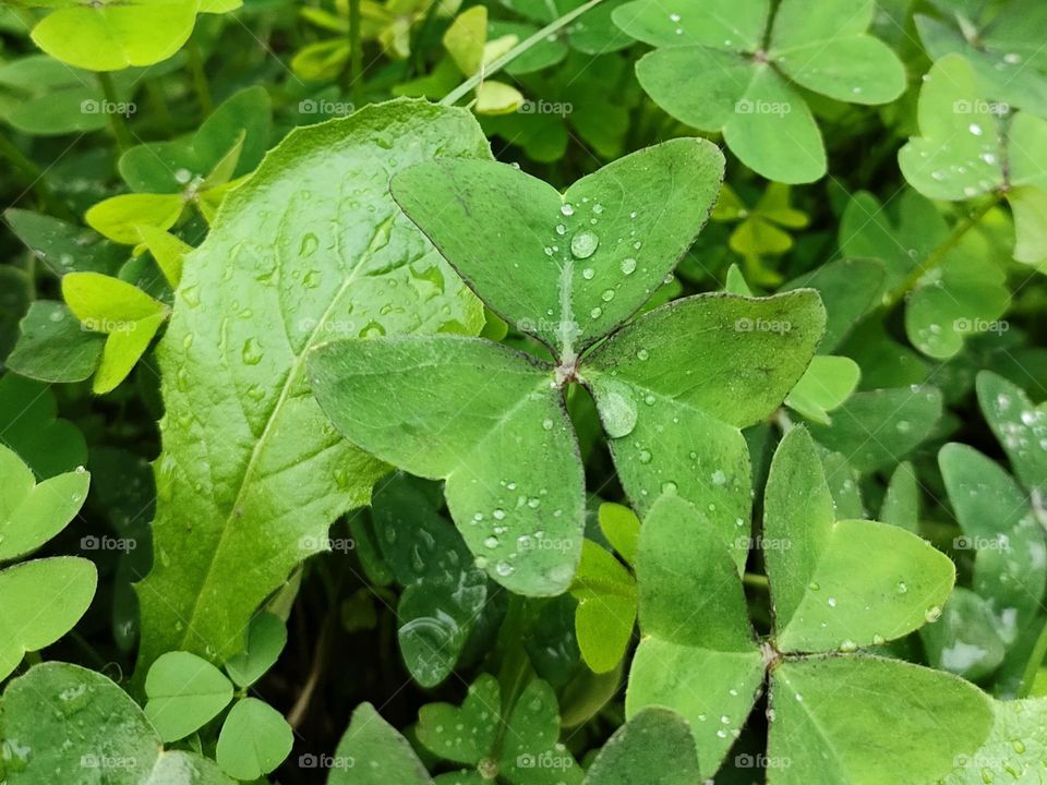 Rain drops 🌧️