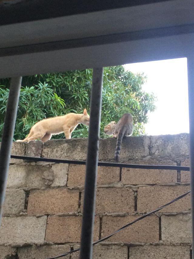 Cats At War
