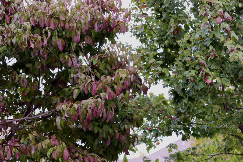 red leaves on trees