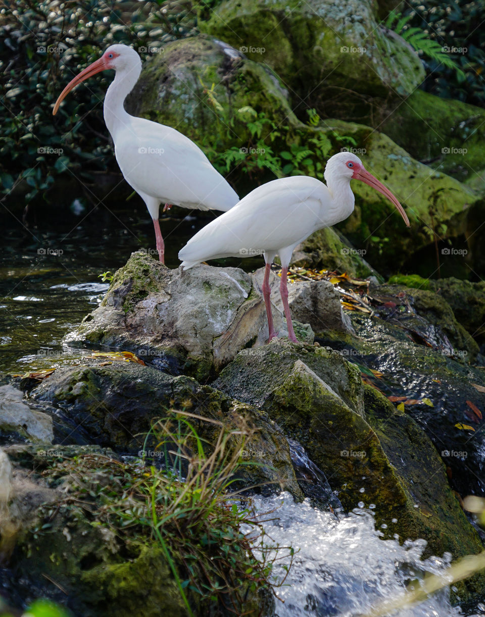 Two Ibis posing by a small waterfall