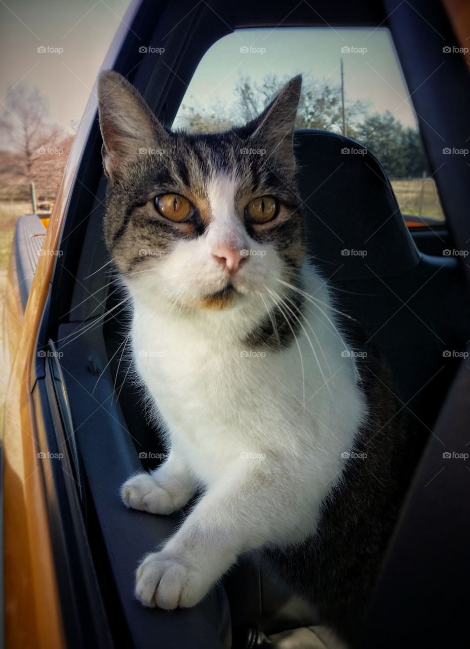 Grey Tabby Cat Looking Out A Truck Window