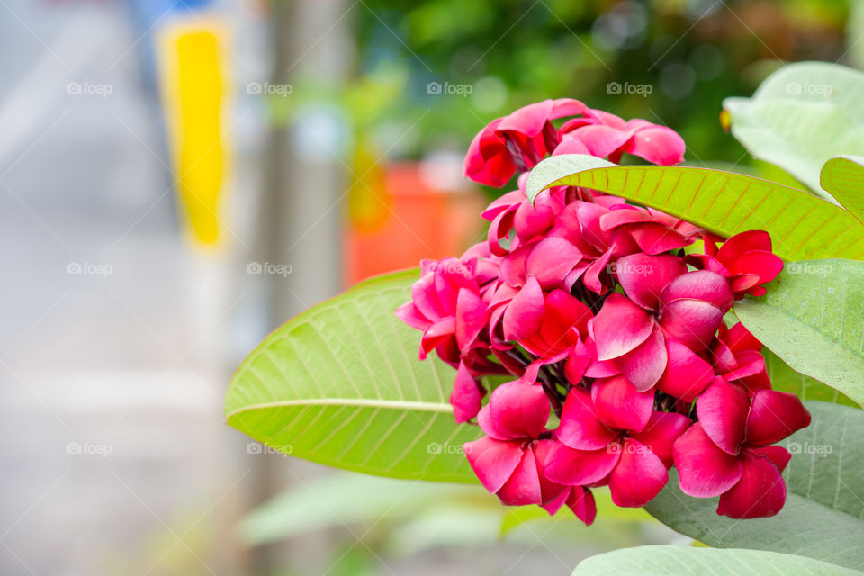 Pink flowers or Plumeria obtusa in garden.