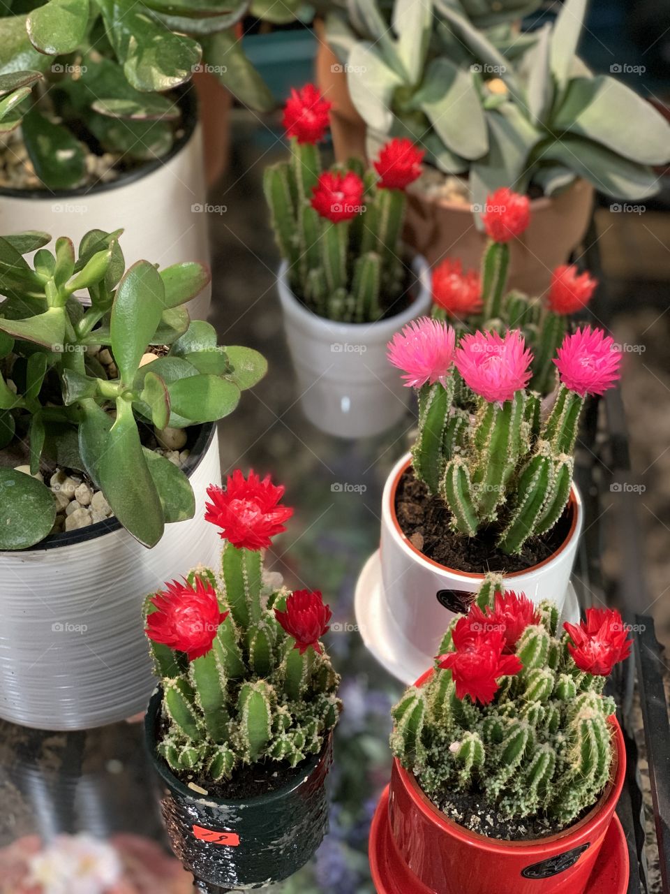 Beautiful flower blossoms of fairy castle cactus in the flower shop. Indoor, outdoor garden. 
