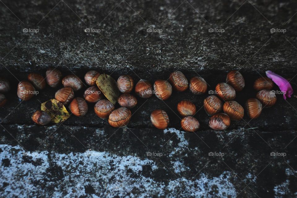 Hazelnuts gathered on staircases