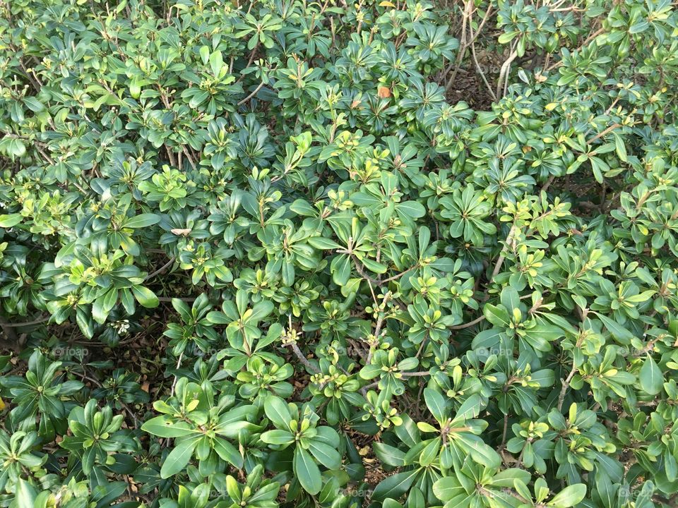 Garden: Hong Kong (Patterns)