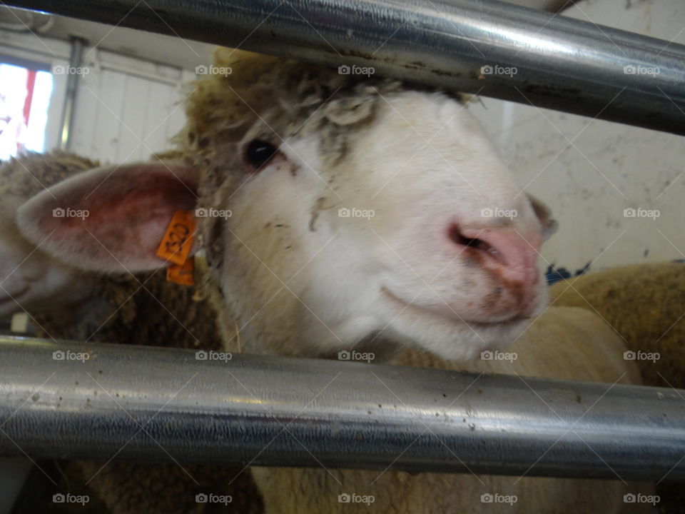 Sheep. A sheep's face on a farm in Michigan. 