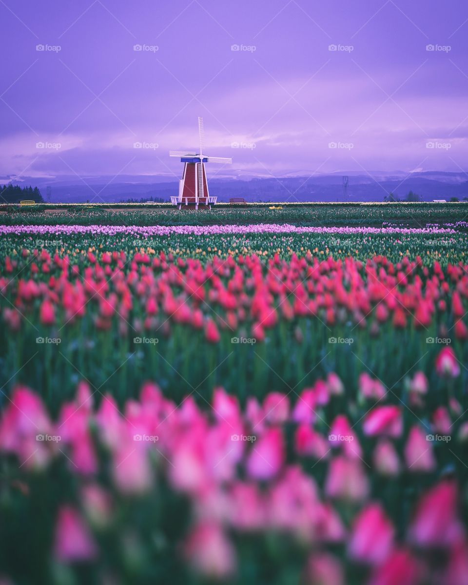 Colorful spring mornings in Oregon’s tulip fields 