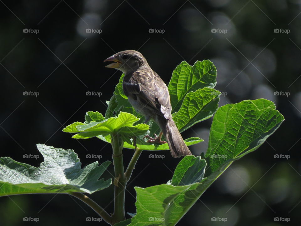 Bird on fig leaf