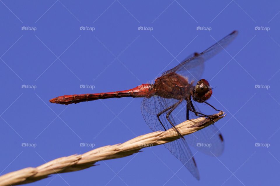 Dragonfly sitting on wheat ear