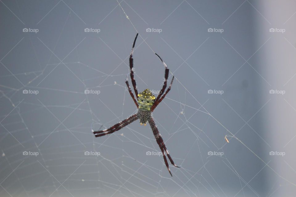 close_up of Spider