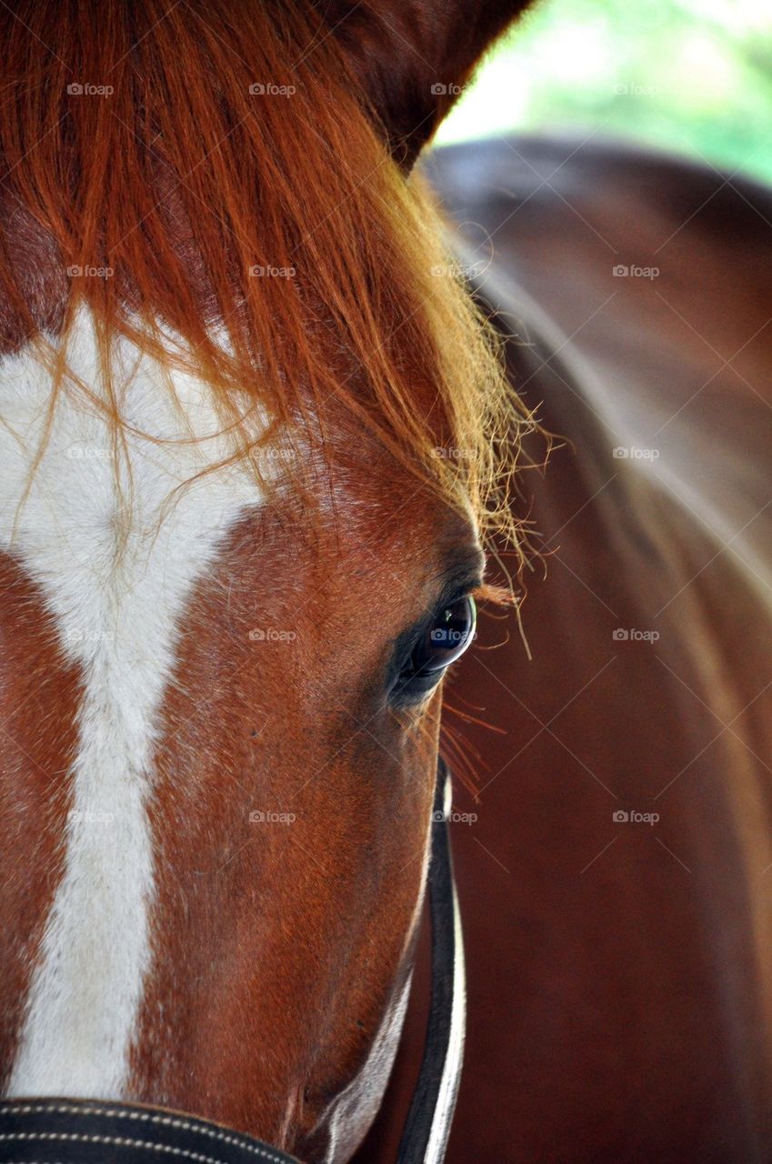 Beautiful Horse