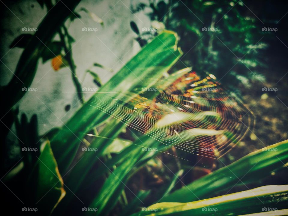 mobile series:plants