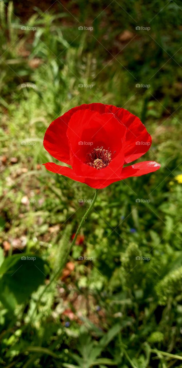 Papaver argemone