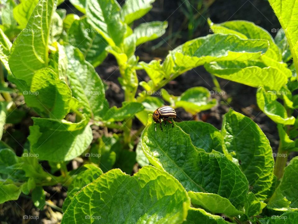 The Colorado potato beetle (Leptinotarsa decemlineata), also known as the Colorado beetle, the ten-striped spearman, the ten-lined potato beetle or the potato bug. Pest on potato leaves in the farm