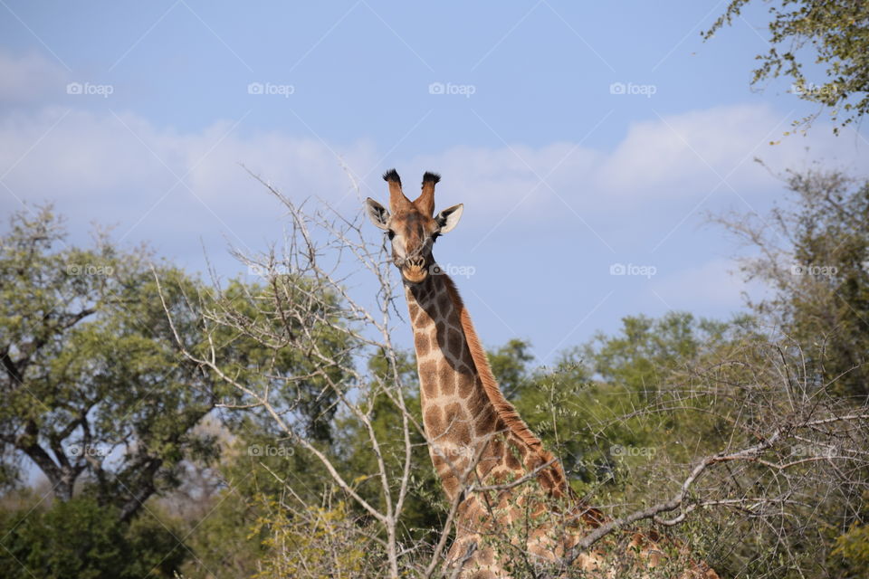 Giraffe above trees