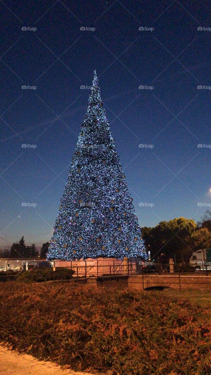 Christmas tree. 🌲