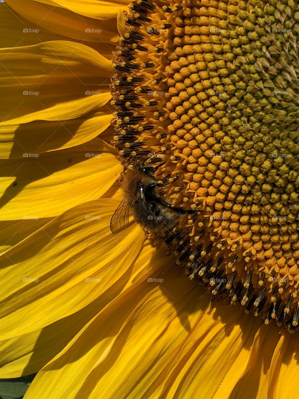 Bee and sunflower