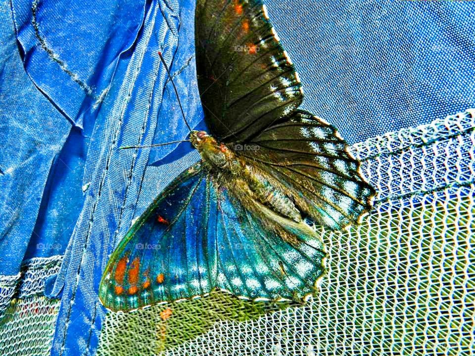 Costa Rican Butterfly