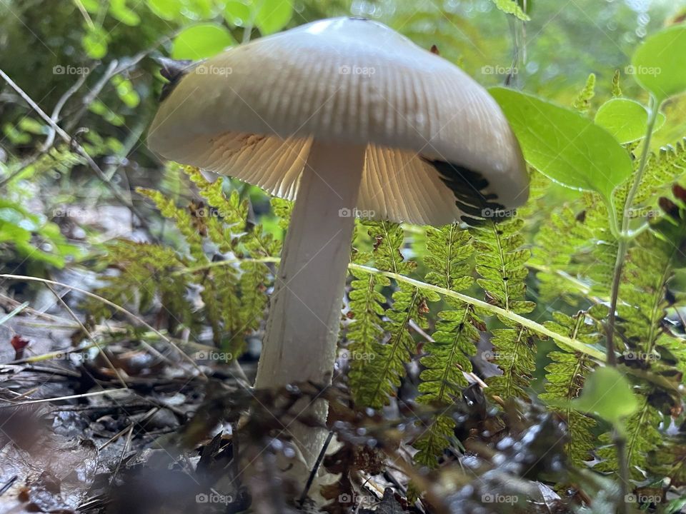 Mushroom in the Forest 