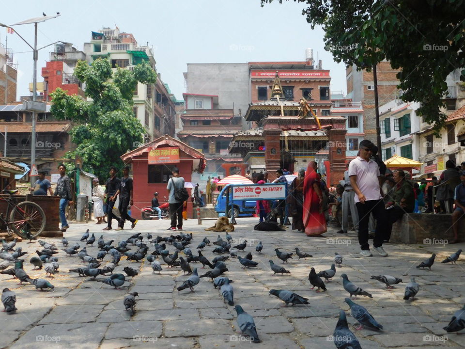 pigeons on nepal street