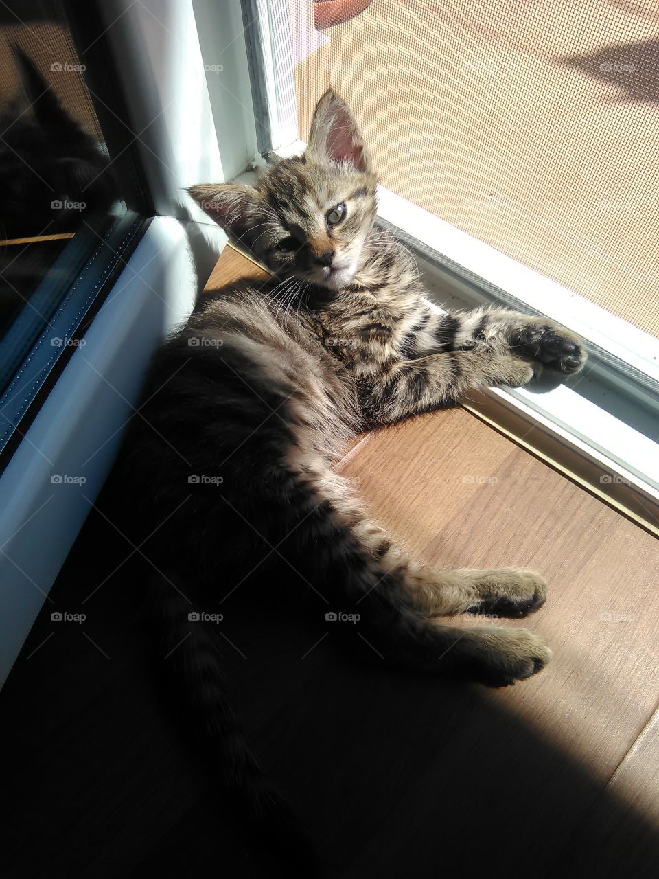 High angle view of cat lying on hardwood floor