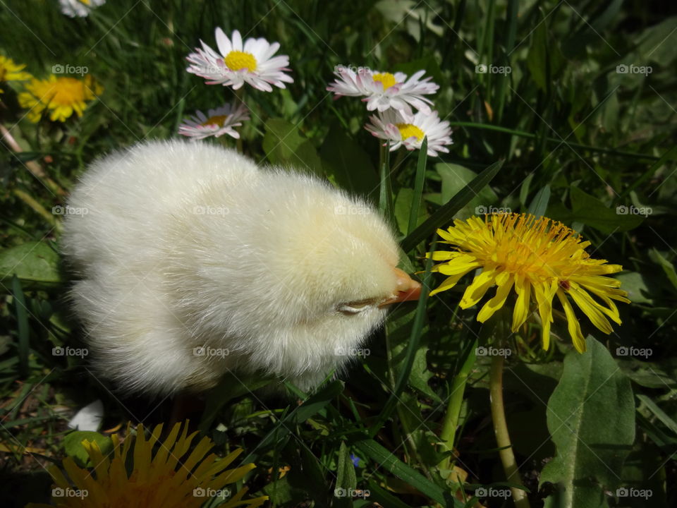 small yellow chick between yellow dandelions