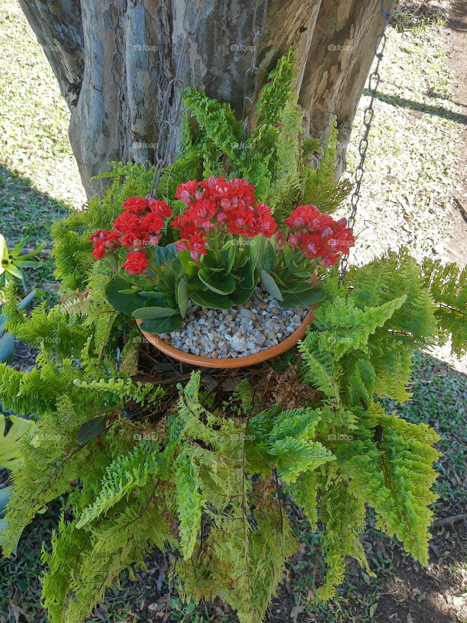 red kalanchoes in a fern