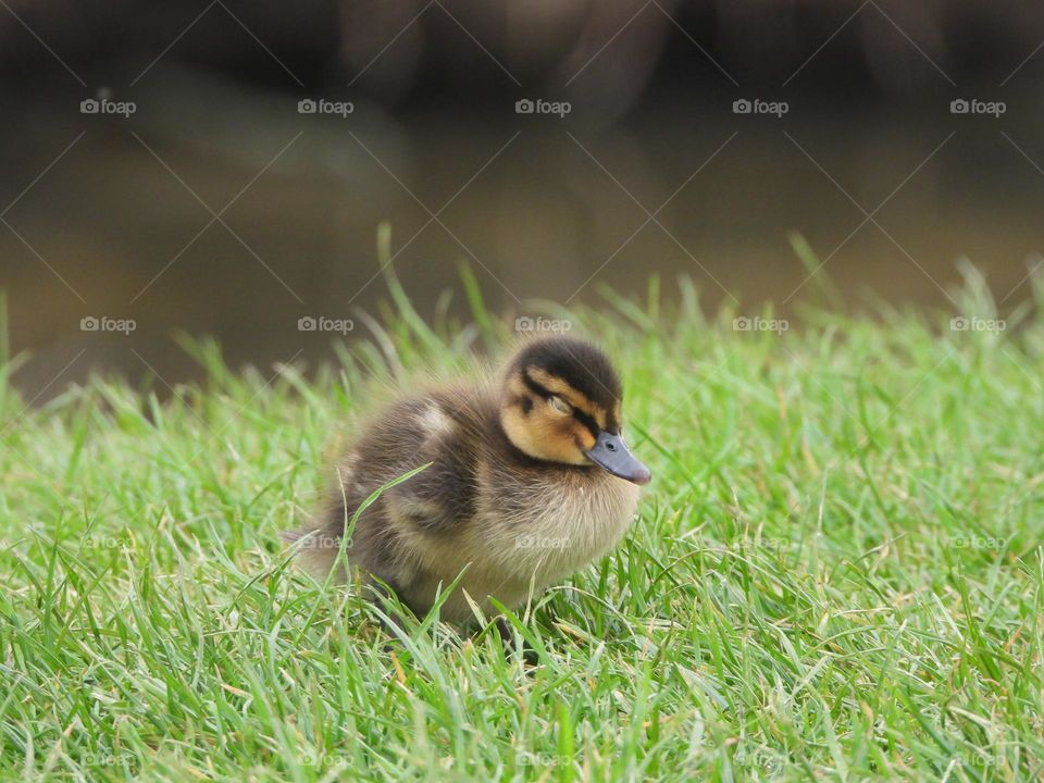 A duckling at the river 
