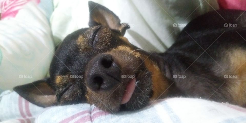 sleeping dog with sample tongue