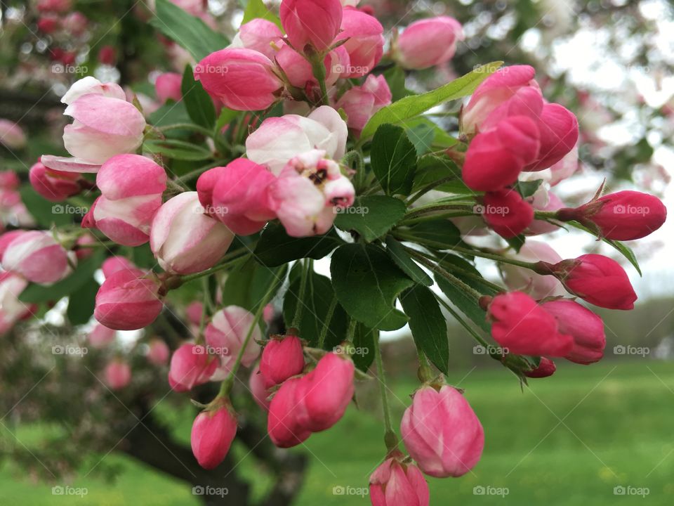 Pink and white blossoms