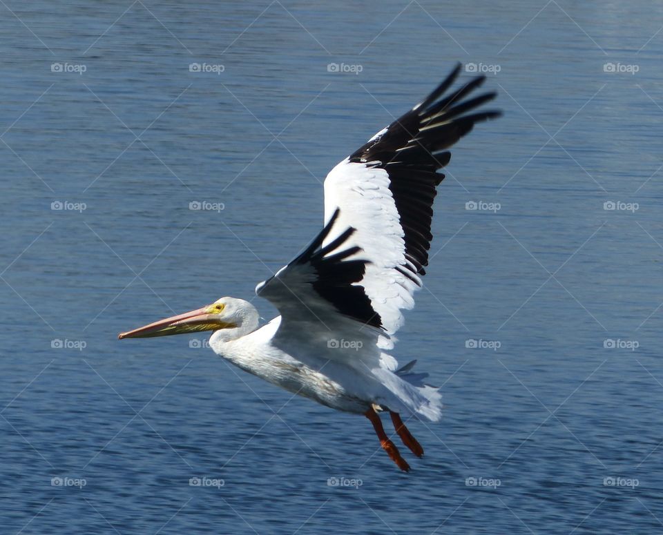 American white pelican in flight