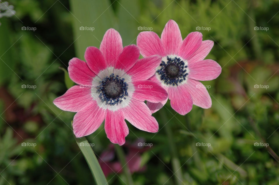 Pink and Black Flowers