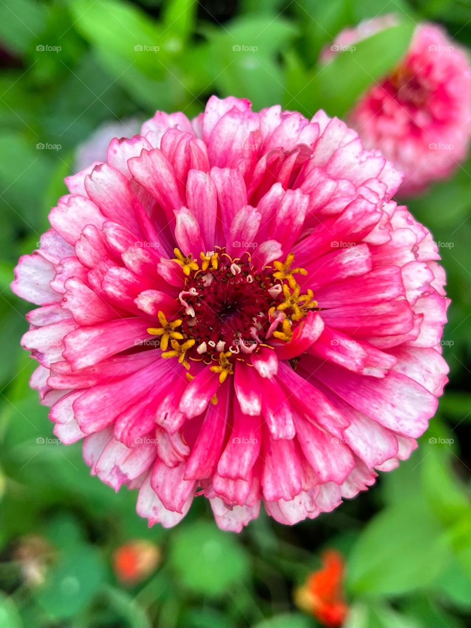 Stunning bright pink and magenta flower