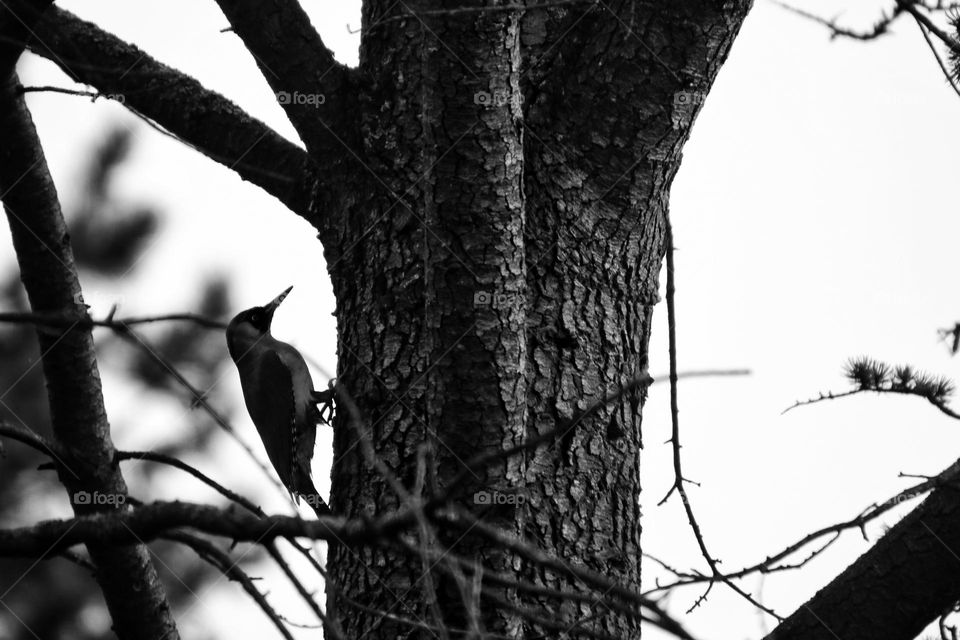 Close-up of a woodpecker hammering at a tree