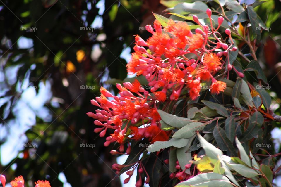 Flowers in Australia.