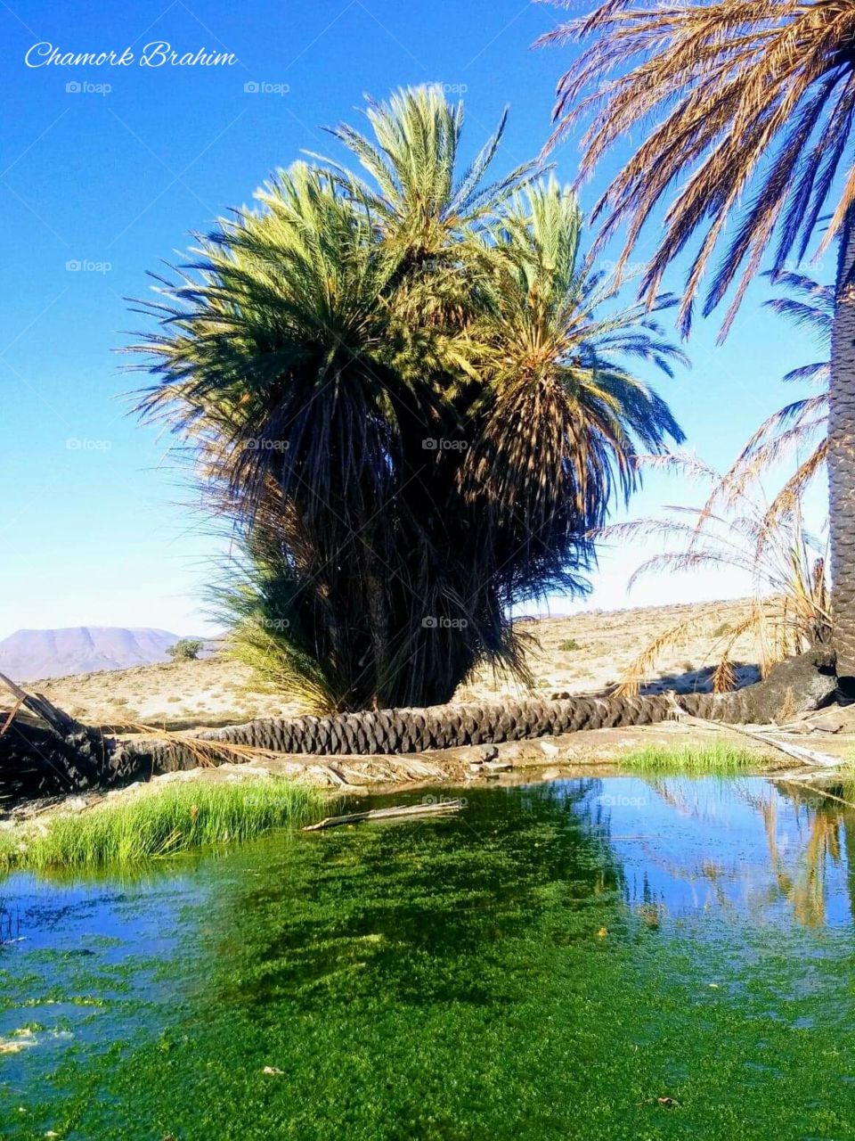 This palm_tree is a holy place called Marabout far away from a village.It is visited by people on Monadys They are coming from other places.This palm tree makes the area soo beautifu