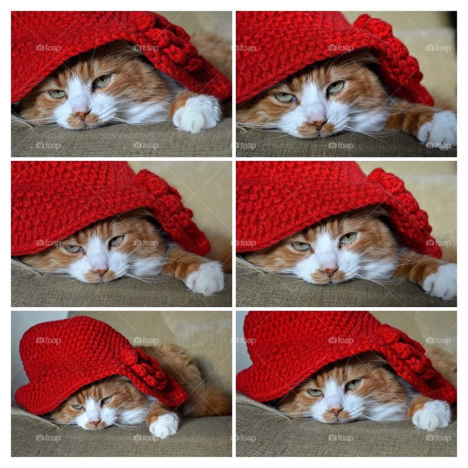 collage red cat pet in red hat funny fashionable portrait