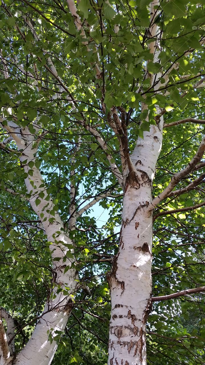 white birches. Sunset Ridge, Huron Meadows, Brighton, MI