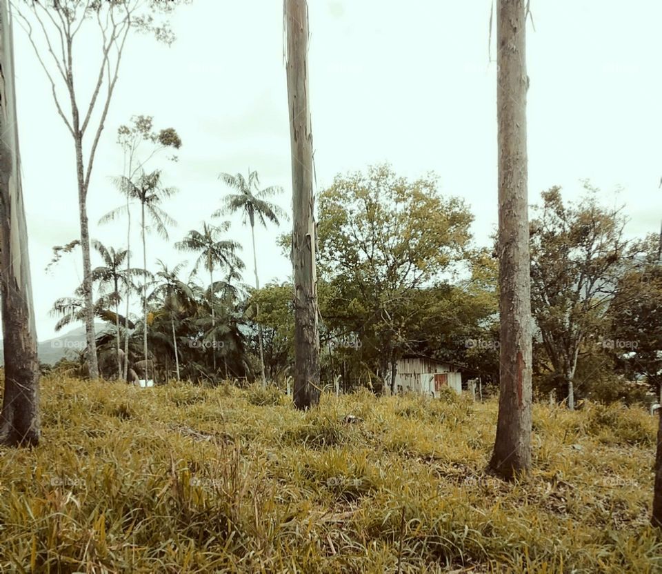 O pequeno lar de alguém escondido entre as arvores.