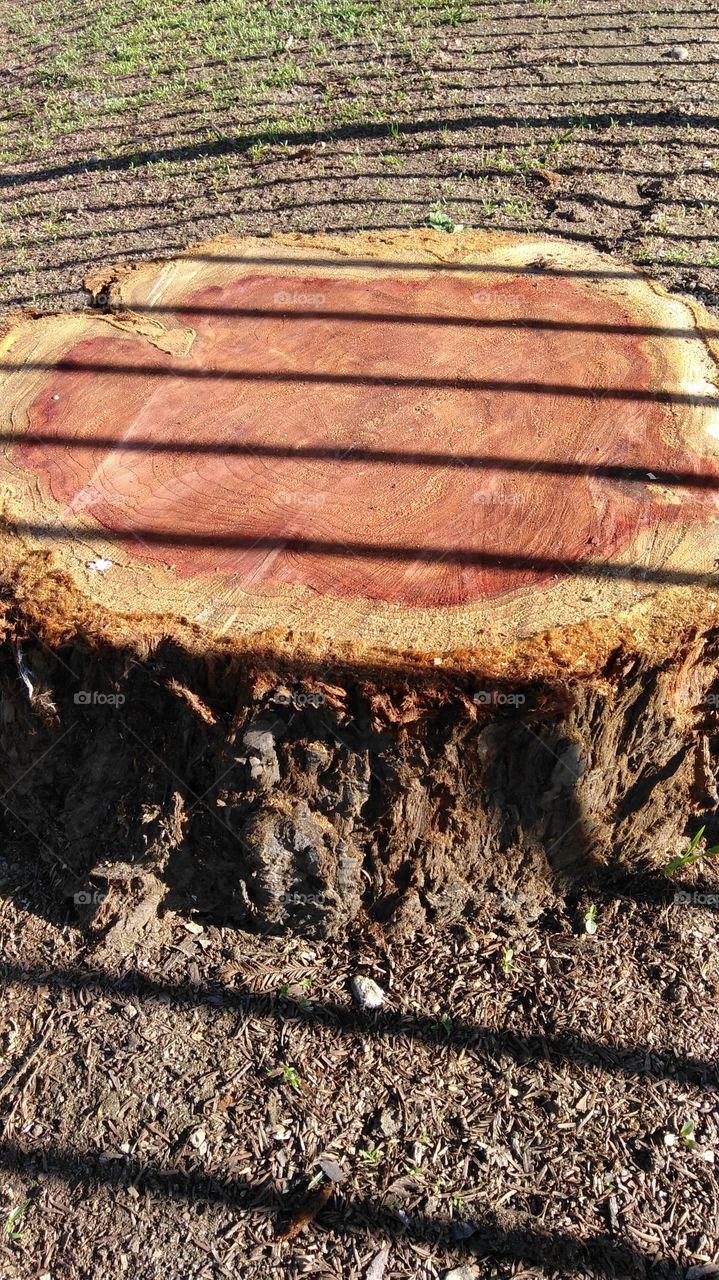 No Person, Desktop, Texture, Nature, Wood